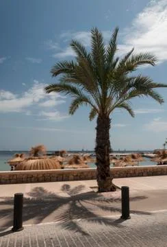 Palm tree by biking route Stock Photos