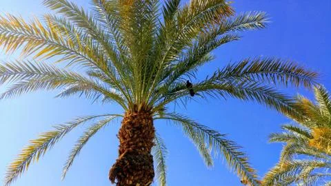 Palm Tree with Black Crow Foto stock