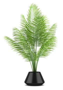 Palm tree in black pot isolated on white background Stock Illustration