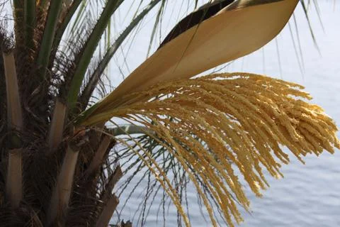 Palm tree blooming Stock Photos