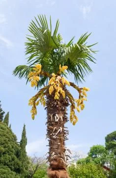 Palm tree blossoming Stock Photos