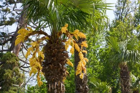 Palm tree blossoming Stock Photos