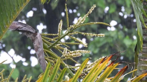 Palm Tree Blossoms in the Rain: A Close-Up View Stock Footage 302308629