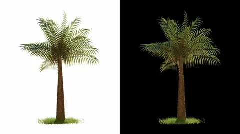 Palm Tree Blowing with Alpha (isolated) Stock Footage 1092325