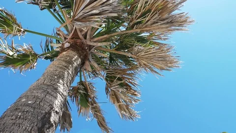 Palm Tree Blowing Around in the Wind Against Blue Sky in Melbourne, Florida Video stock 104805170