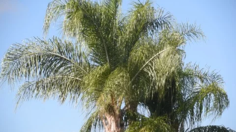 Palm tree blowing in the breeze 動画素材 108344206