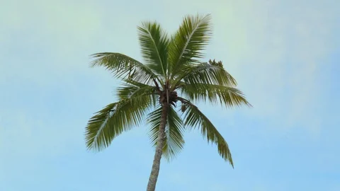 Palm Tree Blowing in the Breeze Video stock 122084454