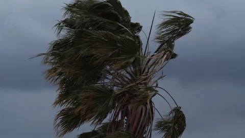 A palm tree blowing in high winds Stock Footage 233825059