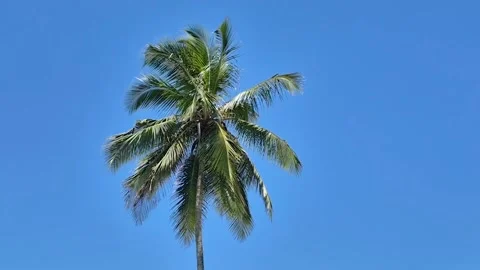 Palm tree blowing in the wind, against a blue sky, Africa Vídeos de archivo 289444618