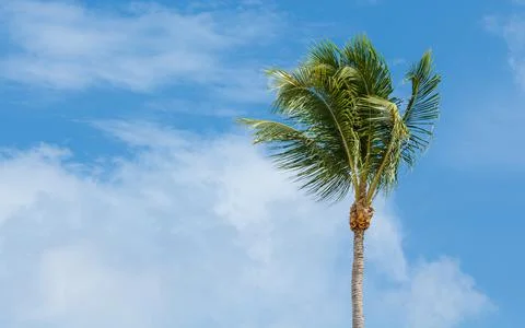Palm tree blowing in the wind with clear blue sky background Stock Photos