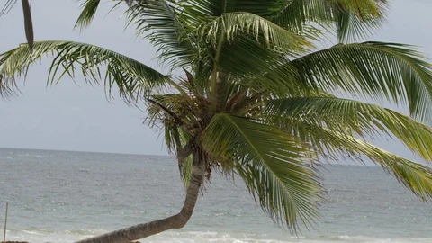 Palm tree blowing wind close up with ocean view background static RED 4K slowmo Stock Footage 109426233