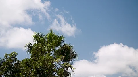 Palm Tree Blowing in Wind with Clouds over Blue Sky Stock Footage