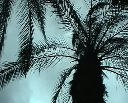 Palm tree blowing with the wind. Stock Footage 20512738