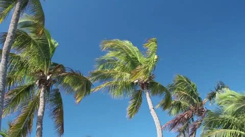 Palm tree blowing in the wind Stock Footage 21363554