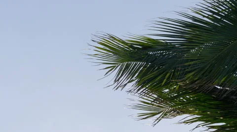 Palm tree blowing in wind Stock Footage 46484028