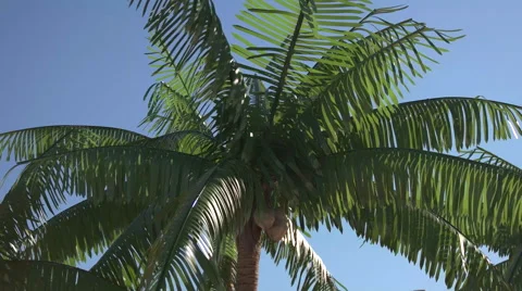 Palm Tree Blowing in the Wind. Stock Footage 61043617