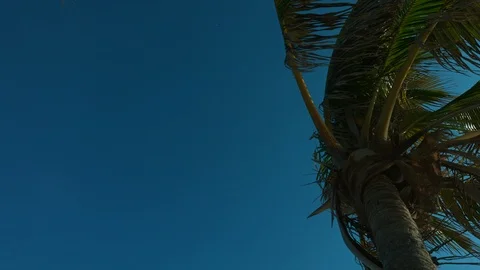 Palm tree blowing in the wind Stock Footage 87142393