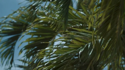 Palm Tree Blowing in Wind Видео 89495168