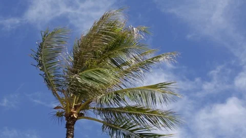 The palm tree blowing in the wind Stock Footage 105442377