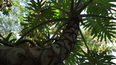 Palm tree blowing in the wind Stock Footage 137962326