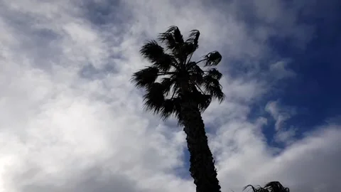 Palm tree blowing in the wind Stock Footage 139647499