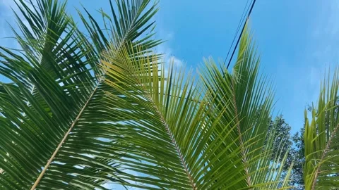 Palm tree blowing by the wind Video stock 258093729