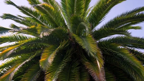 Palm Tree Blowing In The Wind Stock Footage 280367027