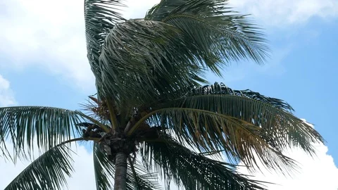 Palm tree blowing in the wind Fort Myers, Florida, United States. 스톡 동영상 115771897