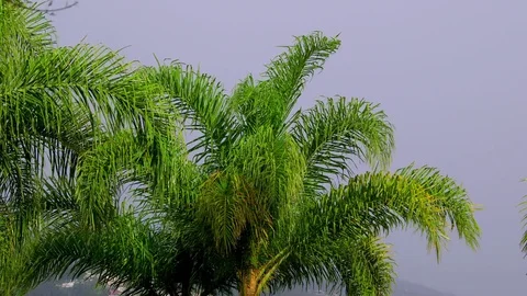 PALM TREE BLOWING WIND FUNCHAL MADEIRA Stock-Footage 83662761