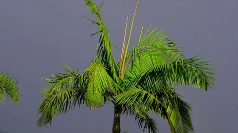 PALM TREE BLOWING WIND FUNCHAL MADEIRA Stock Footage 83663053