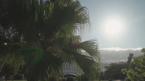 Palm tree blowing in the wind with lens flare Stock Footage 291879674