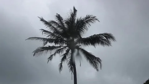 Palm tree blowing in the wind overcast sky. Blurred rainwater Stock Footage 251952563