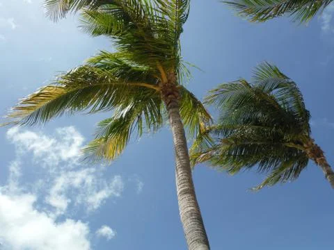 Palm tree blowing in the wind Stock Photos