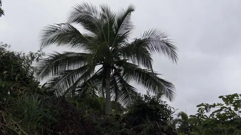 Palm tree blowing in the wind before a storm Stock Footage 81684470