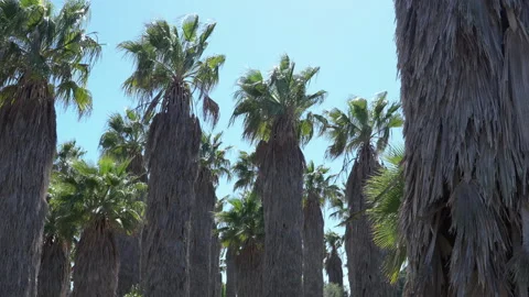 Palm Tree Blowing in the Wind on a Sunny Day 4K Stock Footage 273022590