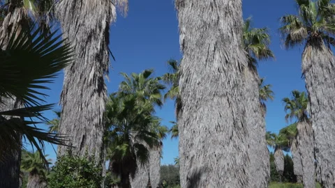 Palm Tree Blowing in the Wind on a Sunny Day 4K Stock Footage 273022962