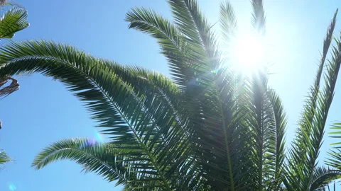 Palm Tree Blowing in the Wind on a Sunny Day 4K Stock Footage 273023344