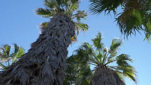 Palm Tree Blowing in the Wind on a Sunny Day 4K Stock Footage 273023491