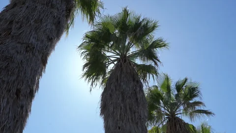 Palm Tree Blowing in the Wind on a Sunny Day 4K Stock Footage 273023842