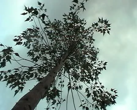 Palm tree blowing with the wind. Tempest. Hurricane look. Stock Footage 20512741
