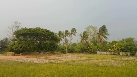 Palm tree blowing in the wind, Thailand Stock Footage 108201647