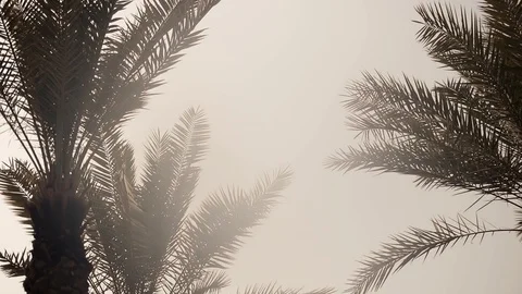 Palm tree blowing in the wind. Tree tops and skies. Vacation, travel, paradise Stock Footage 96107558