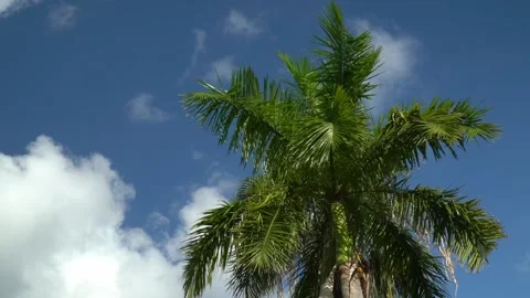 Palm tree blown by the wind against the sky Stock Footage 171635274