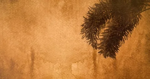 Palm tree blown by the wind background in vintage book manuscript style Stock Footage 144097619