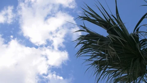 Palm Tree Blows in the Wind with Clouds Stock Footage 93726759