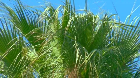 Palm tree blows in the wind - HD  Stock Footage 525291