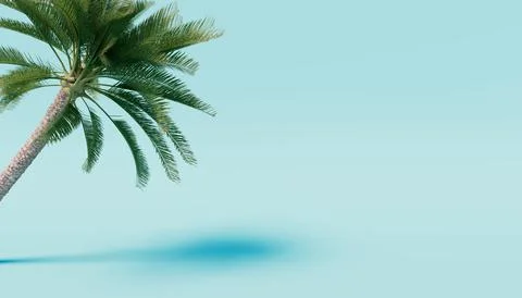 Palm tree on a blue background. 3d render Stock Photos