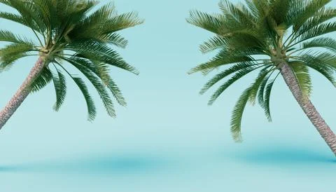 Palm tree on a blue background. 3d render Stock Photos