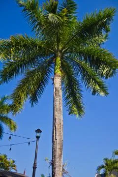 Palm tree on blue background. Stock Photos