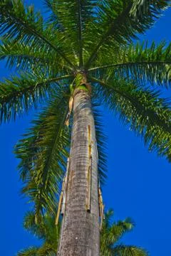 Palm tree on blue background. Stock Photos